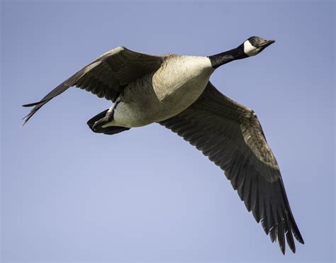  Geese-Swans: Un Volo Mistico Verso il Destino e la Libertà!