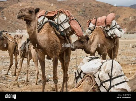 The Howling Camel: A Journey into Ethiopian Folklore and its Timeless Lessons!