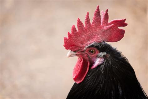  The Rooster's Comb! A Tale of Fortune Favoring the Foolish?